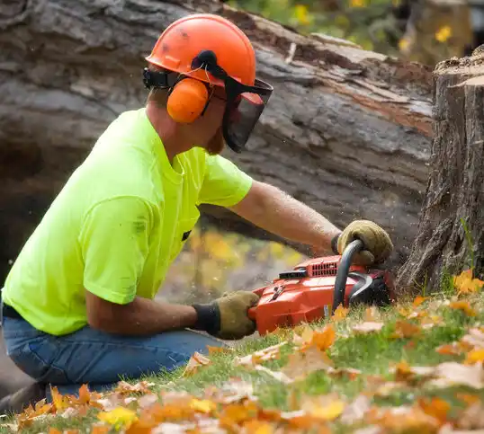 tree services Jena